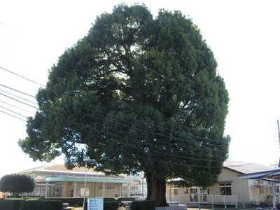 園内の巨大なクスノキ