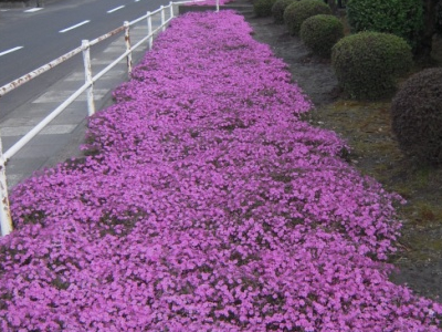 園内に咲く芝桜（2015年12月）